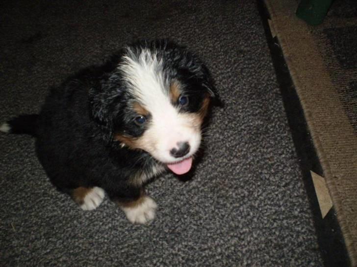 Berner sennenhund Morgan billede 15