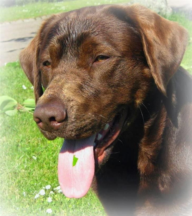 Blanding af racer BRUNO<3 - velkommen til min Profil billede 1