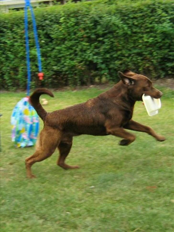 Blanding af racer BRUNO<3 - I Kan IkKe FaNgE MIg.... billede 2