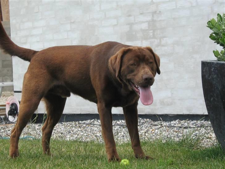 Blanding af racer BRUNO<3 - .. billede 3