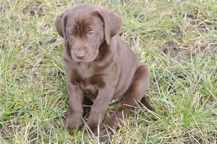 Blanding af racer BRUNO<3 - miig som lille billede 4