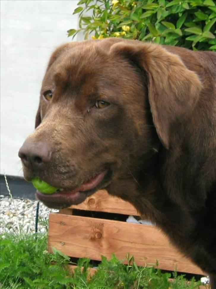 Blanding af racer BRUNO<3 - elsker at lege med æbler.. billede 5