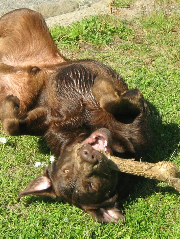 Blanding af racer BRUNO<3 - ....... billede 6