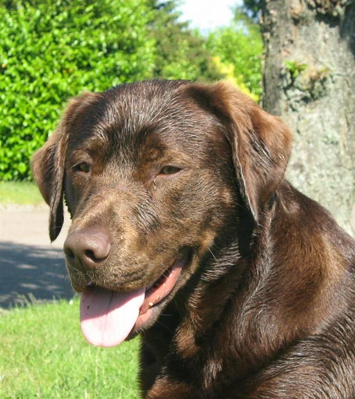 Blanding af racer BRUNO<3 - haløj billede 8