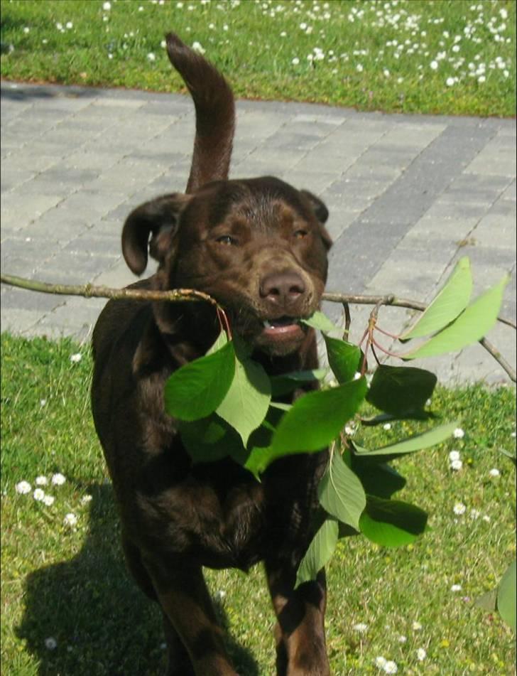 Blanding af racer BRUNO<3 - jeg ville have taget træet med, men det var for tungt billede 9