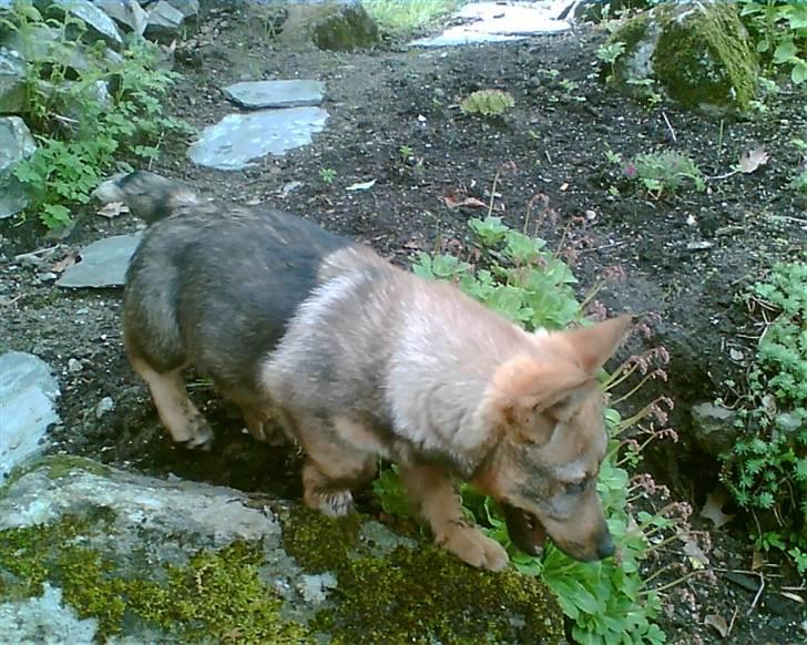 Västgötaspids Ølenskjolds Figo - Figo da han var lidt mindre lol.. billede 1