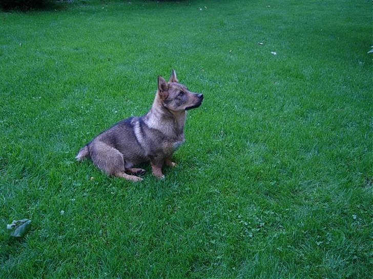 Västgötaspids Ølenskjolds Figo - se hvor fint jeg kan sitte billede 2