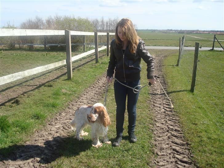 Cocker spaniel Chico - ude at gå tur <3 billede 2