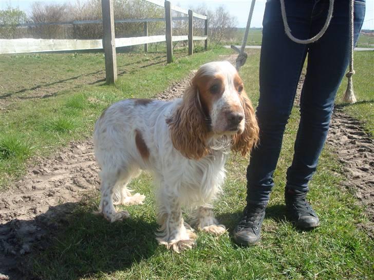 Cocker spaniel Chico - min lille bamse  billede 3