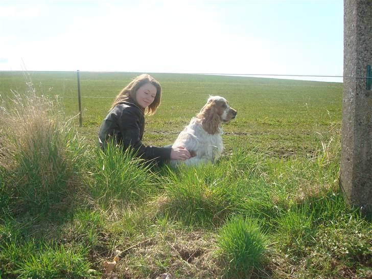 Cocker spaniel Chico - hygge <3 billede 4