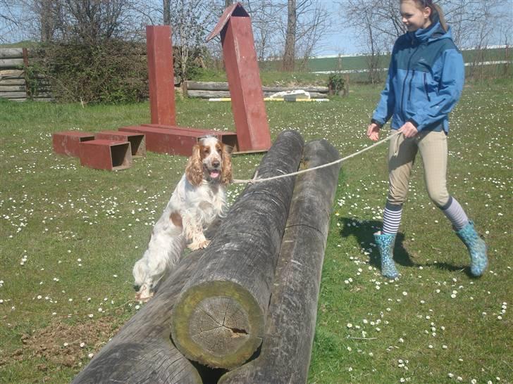 Cocker spaniel Chico - spring chico <3 billede 5