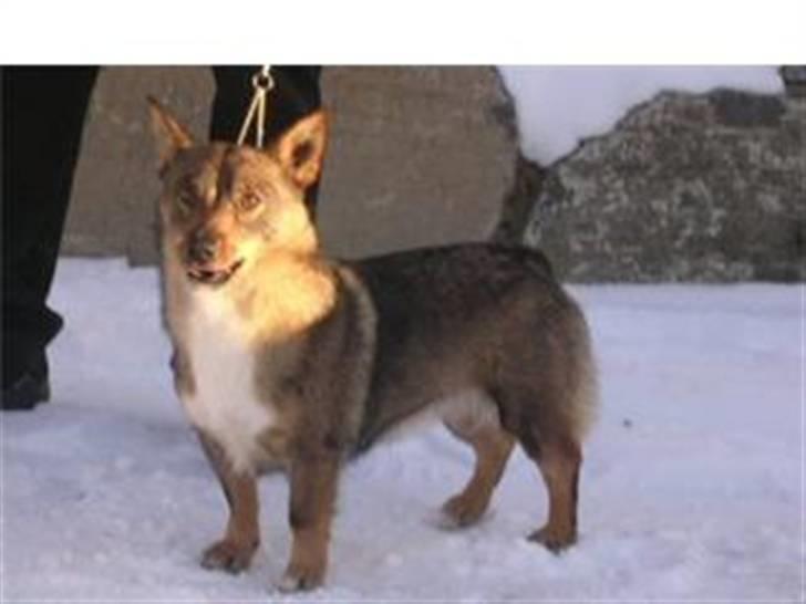 Västgötaspids Ølenskjolds Figo - figos mor billede 3