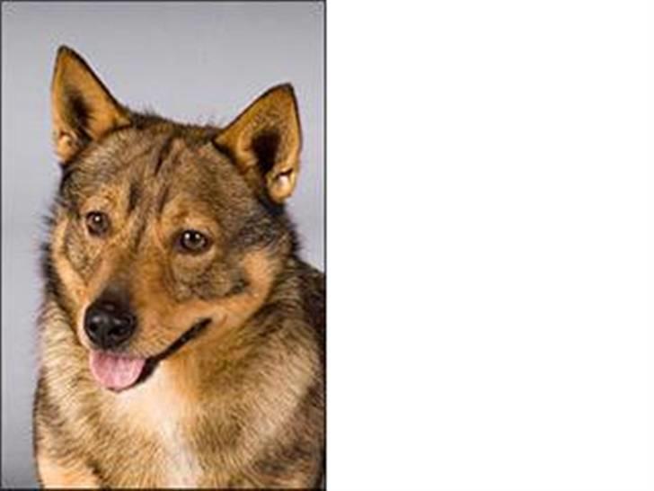 Västgötaspids Ølenskjolds Figo - figos far billede 4