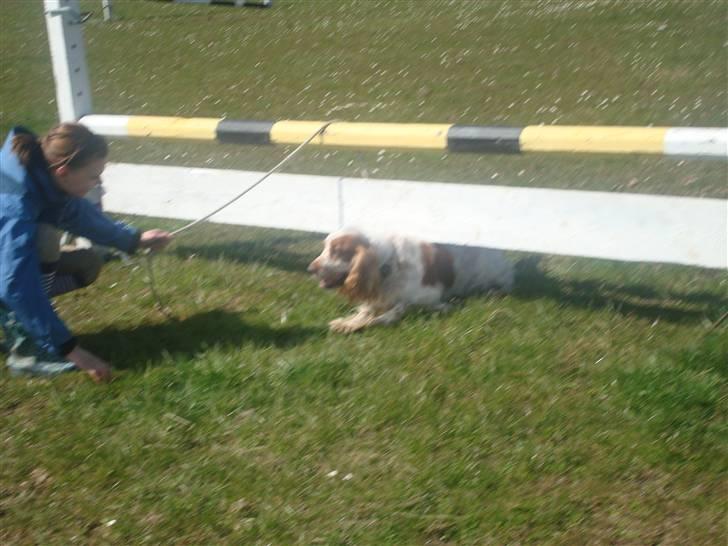 Cocker spaniel Chico - Chico syntes at det er meget lætere at kravle under springet end springe over ! <3 billede 6