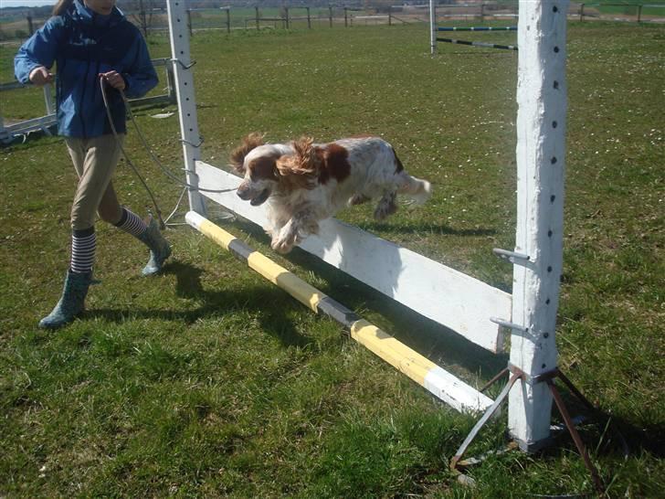 Cocker spaniel Chico - super chico <3 billede 7