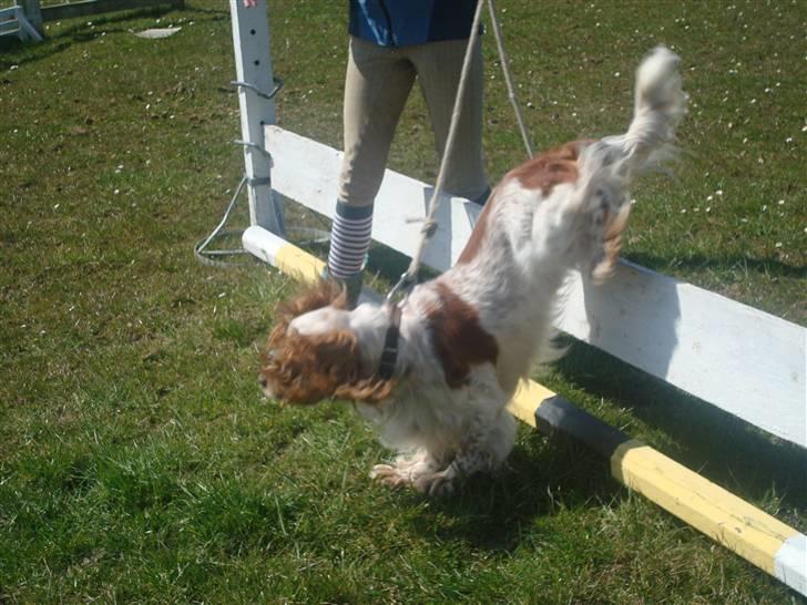 Cocker spaniel Chico - hops <3 billede 8