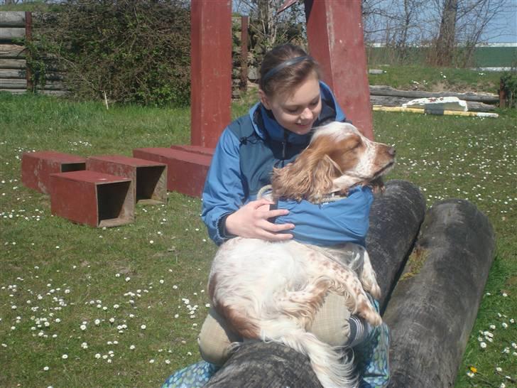 Cocker spaniel Chico - bedste veninde og bedste hund ! <3 billede 9