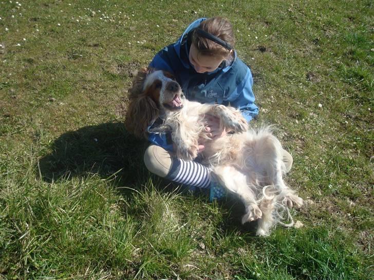 Cocker spaniel Chico - nusse nusse <3 billede 10