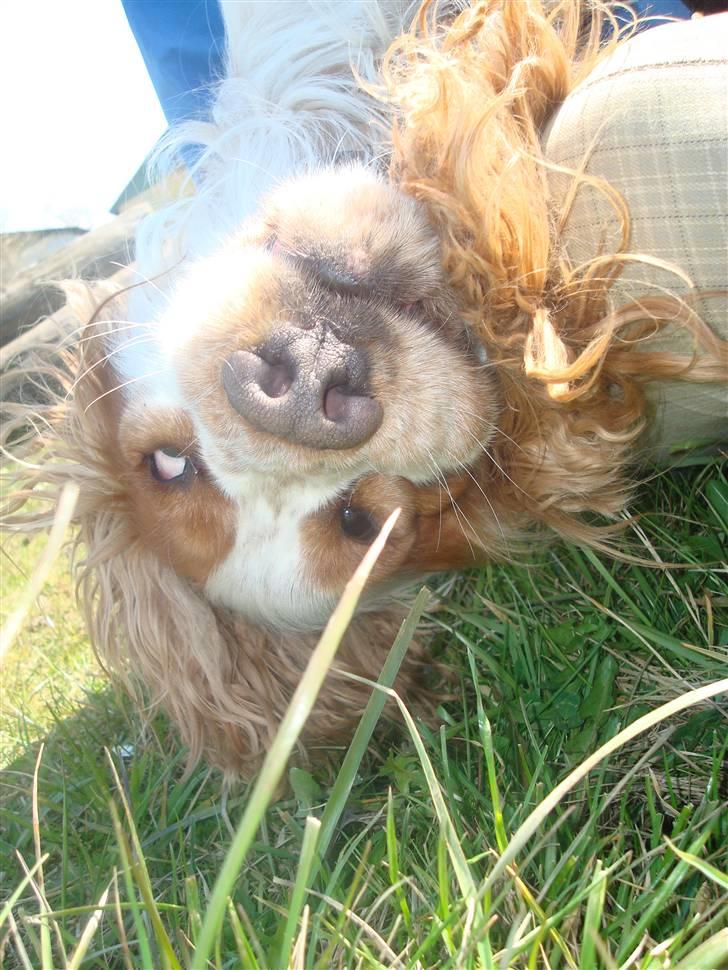 Cocker spaniel Chico - hehe tosse <3 billede 11