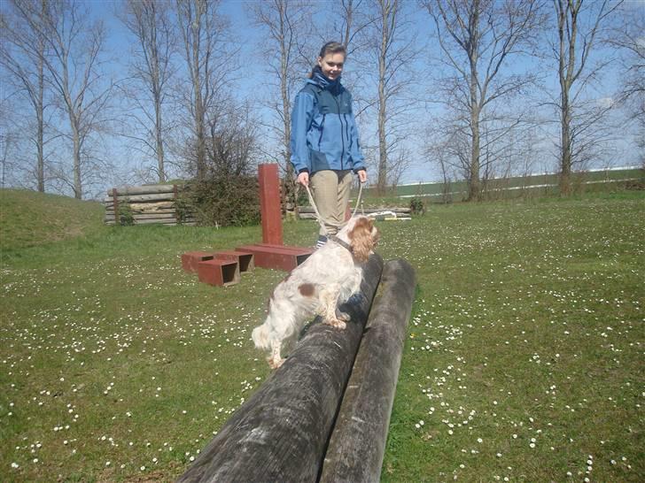 Cocker spaniel Chico - hop <3 :D billede 12