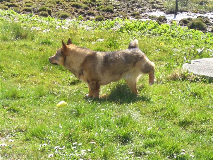 Västgötaspids Ølenskjolds Figo - skal man så skal man billede 5