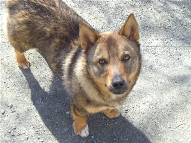 Västgötaspids Ølenskjolds Figo - hej mor hvaaa gir du en kiks?? billede 6