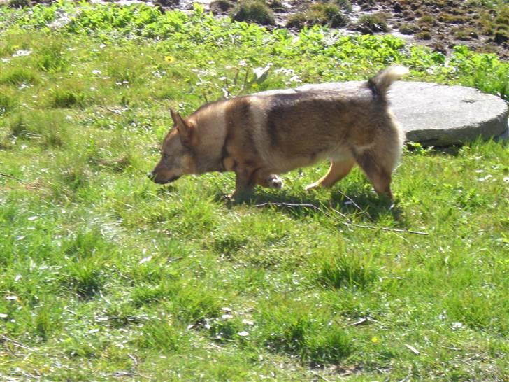 Västgötaspids Ølenskjolds Figo - snif snif hvor skal jeg lette ben henne??? billede 7