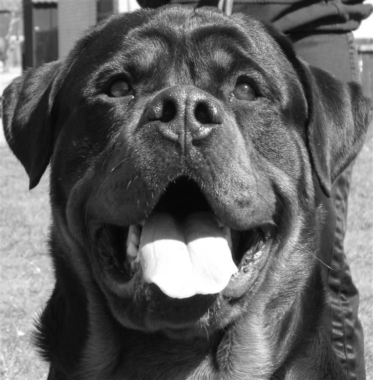 Rottweiler Chandor (Xinkas) - Mors lille Charmetrold :)  billede 1