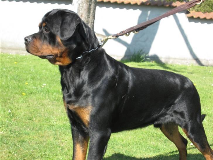 Rottweiler Chandor (Xinkas) billede 2