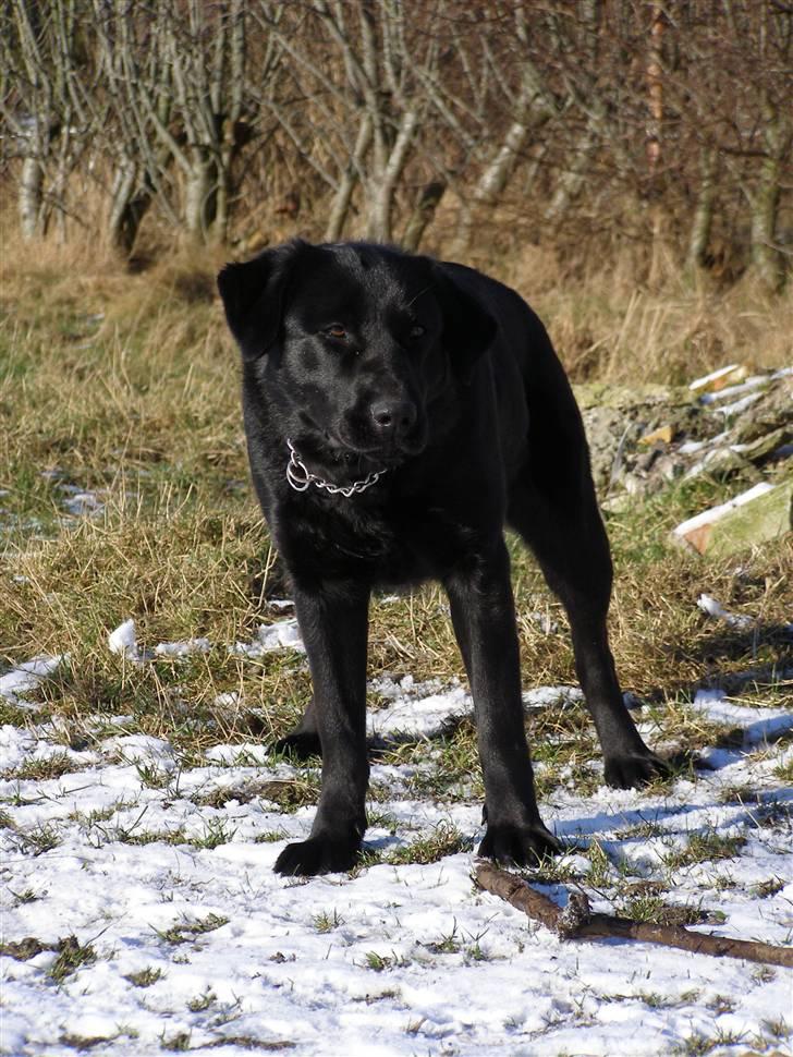 Labrador retriever / Schæferhund Mahjong billede 1