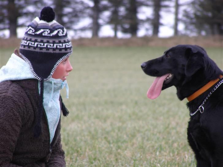Labrador retriever / Schæferhund Mahjong billede 2