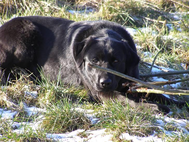 Labrador retriever / Schæferhund Mahjong billede 3
