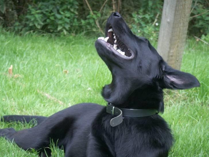 Labrador retriever / Schæferhund Mahjong billede 4