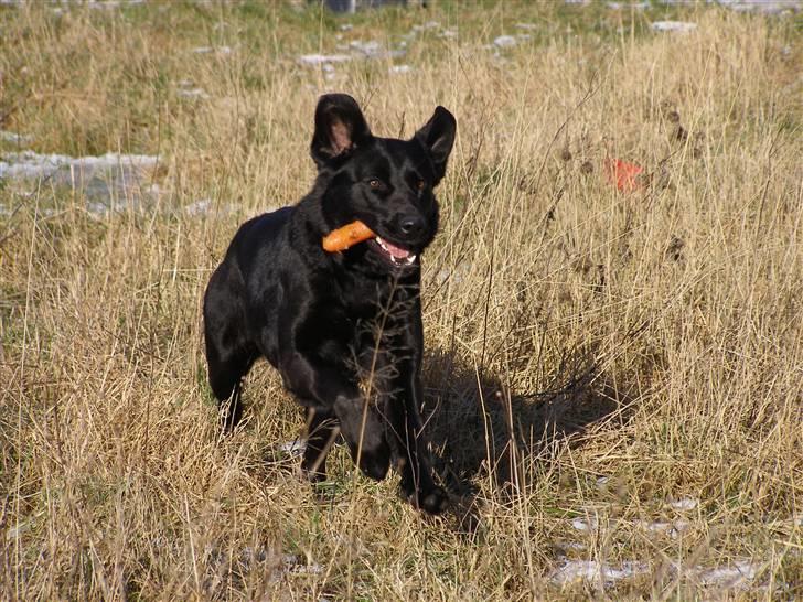 Labrador retriever / Schæferhund Mahjong billede 5