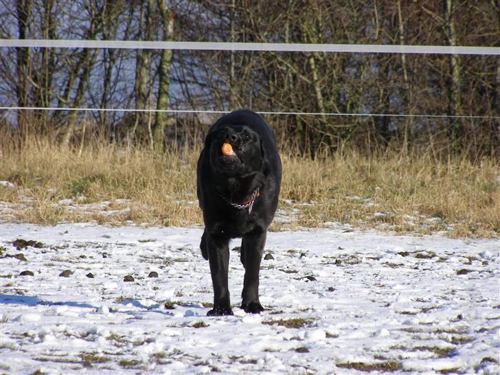 Labrador retriever / Schæferhund Mahjong billede 6