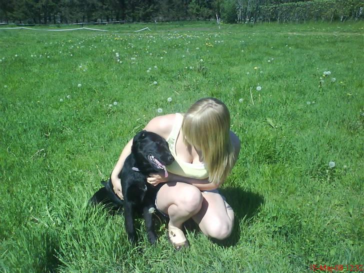 Labrador retriever / Schæferhund Mahjong billede 7