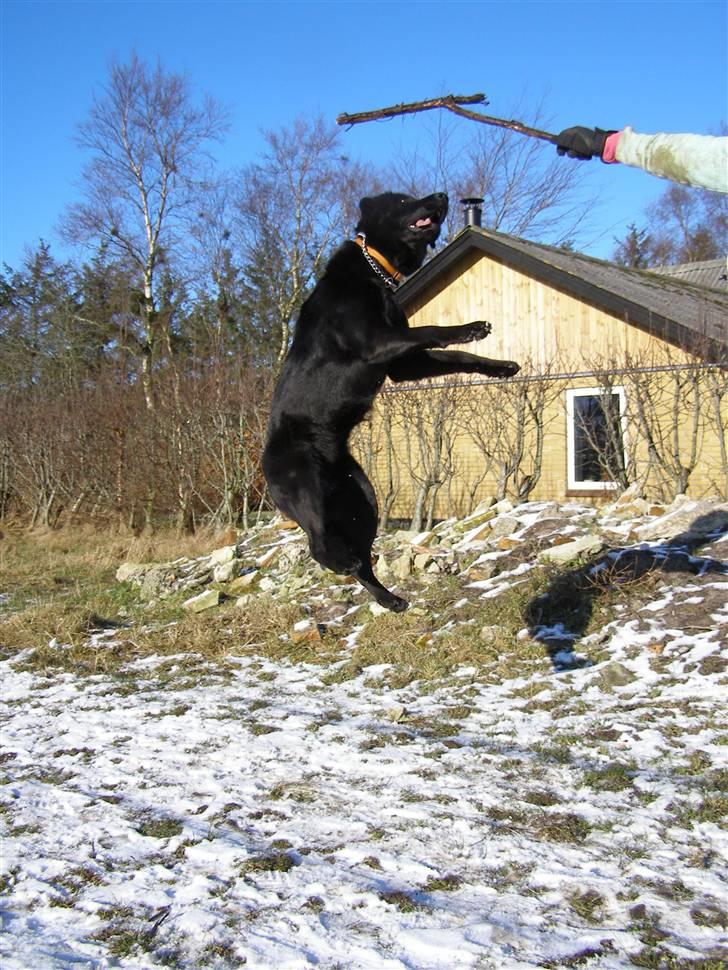 Labrador retriever / Schæferhund Mahjong billede 8