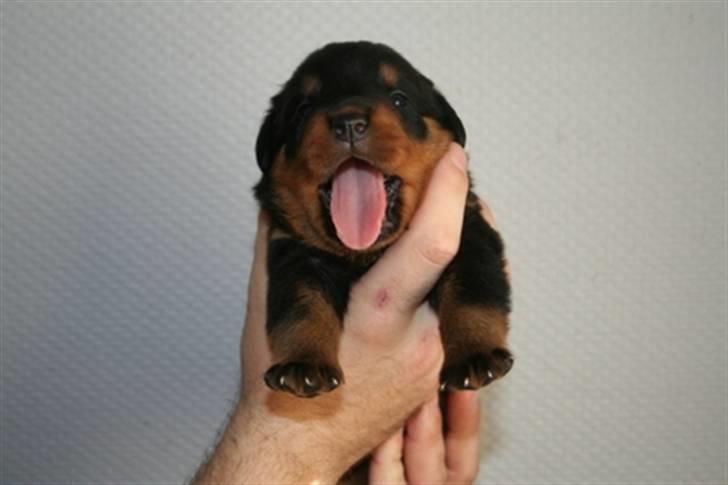 Rottweiler Chandor (Xinkas) - Her er han også 2 uger billede 3