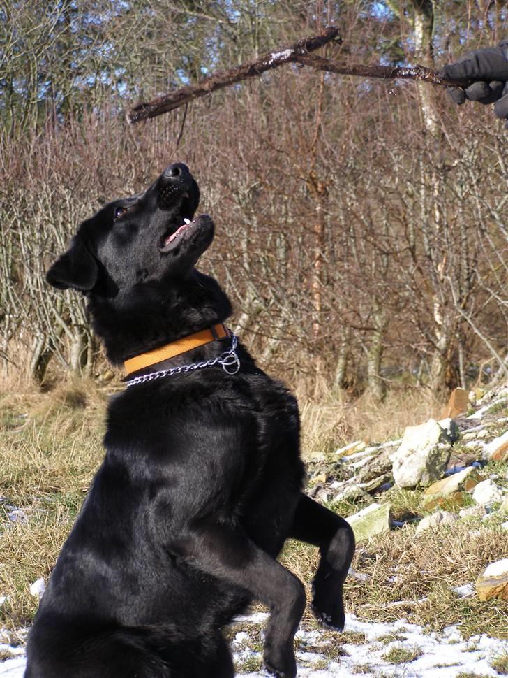 Labrador retriever / Schæferhund Mahjong billede 9