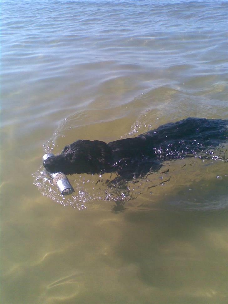 Labrador retriever / Schæferhund Mahjong billede 10