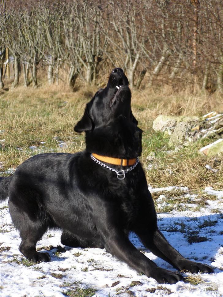 Labrador retriever / Schæferhund Mahjong billede 11