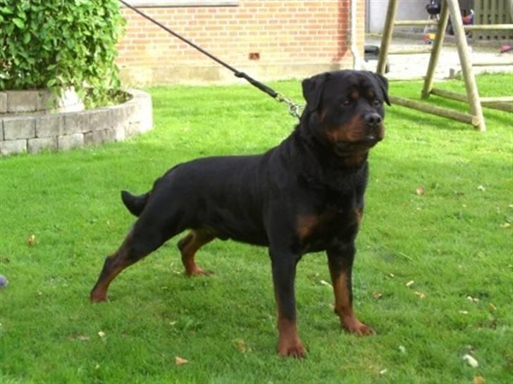 Rottweiler Chandor (Xinkas) - Far (Voodoo) til Chandor billede 4
