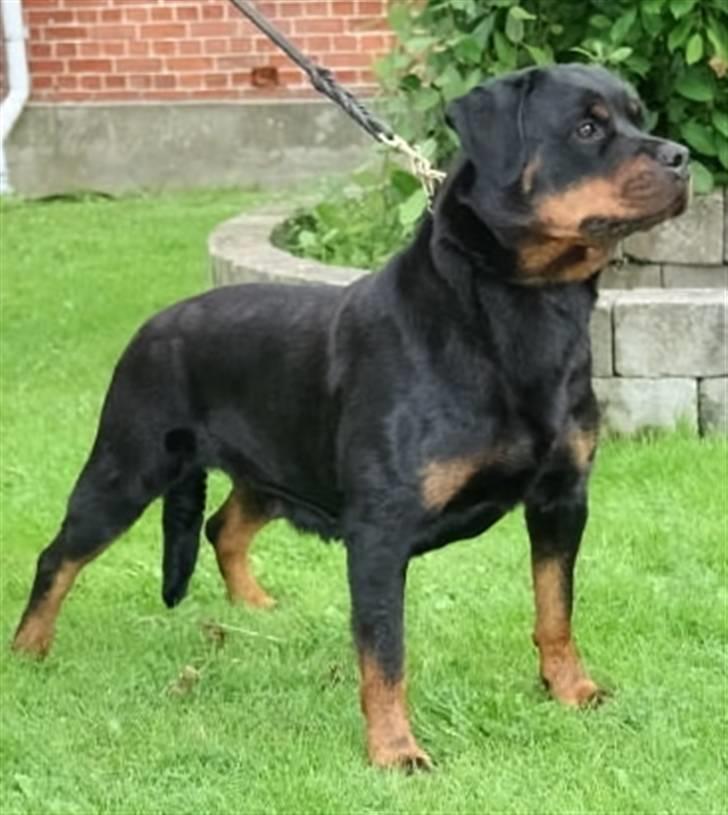 Rottweiler Chandor (Xinkas) - Mor (Xinka) til Chandor billede 5