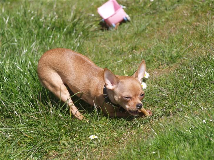 Chihuahua Rødebro´s Ronja - dejlig sol, dejligt ben billede 10