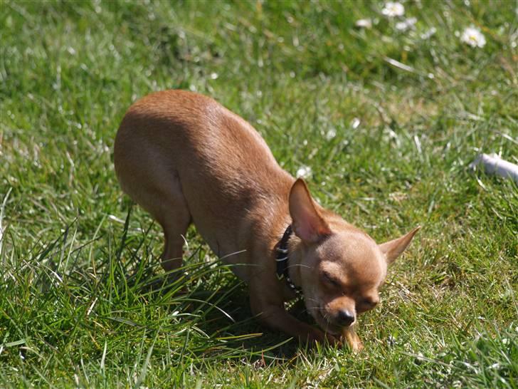 Chihuahua Rødebro´s Ronja - og der bliver stadig gnasket billede 11