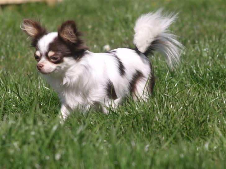 Chihuahua Quinie - smuke Quinie er ude og nyde solskindet billede 9