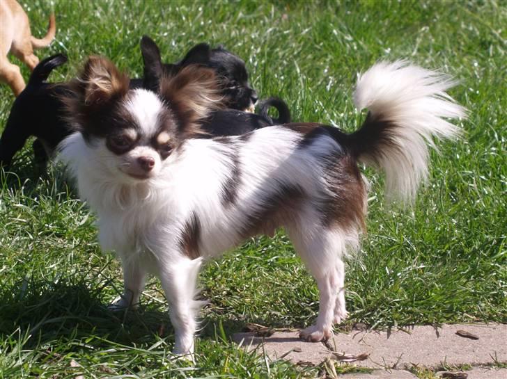 Chihuahua Quinie - mor Quinie passer børn billede 10