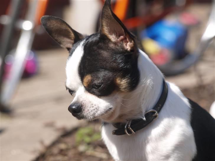 Chihuahua Gucci - min mor siger at jeg er dejlig,  billede 11