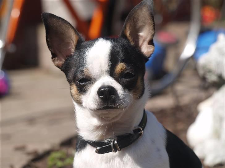 Chihuahua Gucci - og lækker også, hæ hæ billede 12