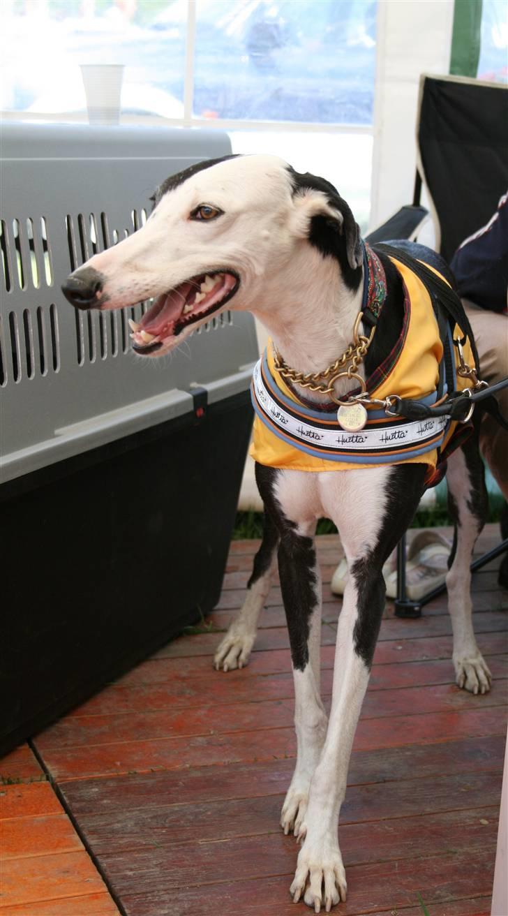 Galgo español Picasso - På roskilde dyreskue 08 billede 1